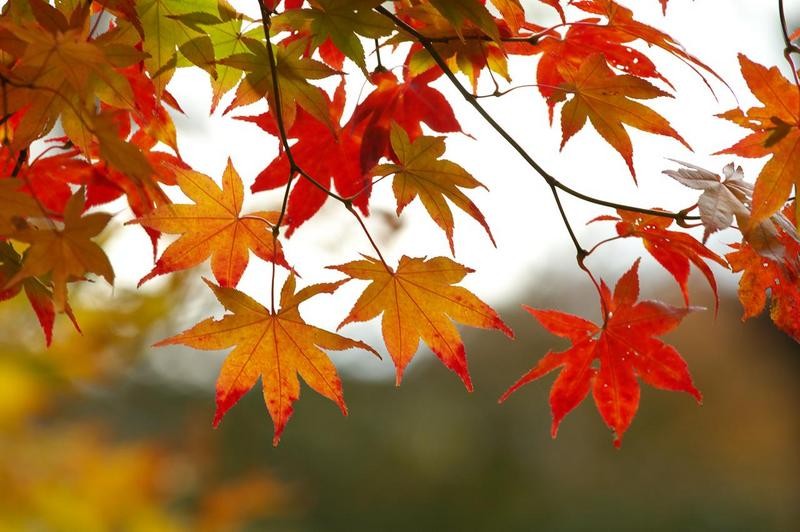 autumn2013