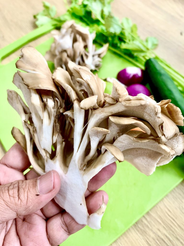 rupa cendawan maitake